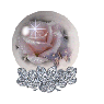 sop6