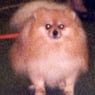 pomeranian