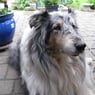 bella1945