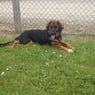 tessie82
