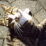 whiskatten