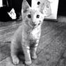 Cattipige
