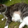 nala2005