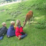 flop2008dk