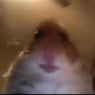 HamsterOwner