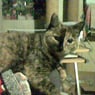 lillith