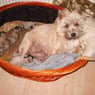 ellawarming