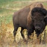 Tatanka08