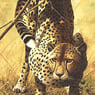 kittish