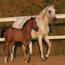 jannie1234