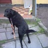 sulo2