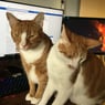 pussekat