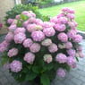 mormor8006