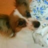 timonsse