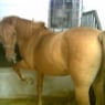 marilla