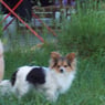 bogen