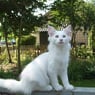 aristocatsdk