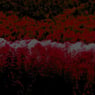 Lyberth2009