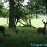 djguffe