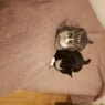 smukkemila