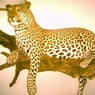 koleper