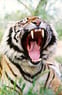 Tigerrrr
