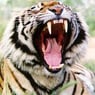 Tigerrrr