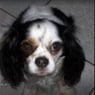 Fido1