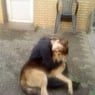 hoffe7
