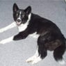 miahund
