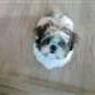ansofie