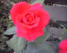 gitte7155