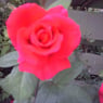 gitte7155