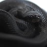 miche012