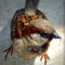 Poulfroik