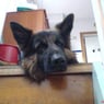 alfred12