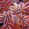 spicke