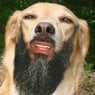 headeach