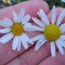 anne82