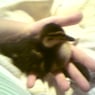 sheshe