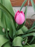 Tulipan09