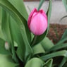 Tulipan09