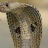 cobra3