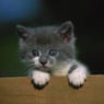 tove123456