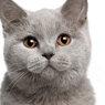 ZupremeLoL