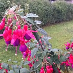 image of Fuchsia