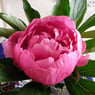 birthe2dk
