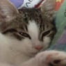 laimo