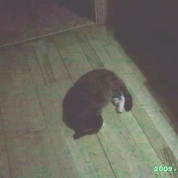 image of Tove01