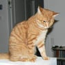 micromiriam